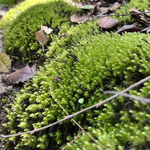 I Stop for Moss