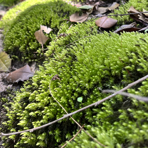 Fundraising Page: I Stop for Moss